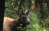 Um grande Elk macho se alimenta na Hoh Forest, uma das mais úmidas do mundo, no Olympic National Park, no estado de Washington, oeste dos Estados Unidos